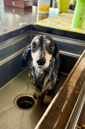 Lou, a miniature piebald longhaired dachshund stands, soaking wet, in a sink and is very sad about it. 
