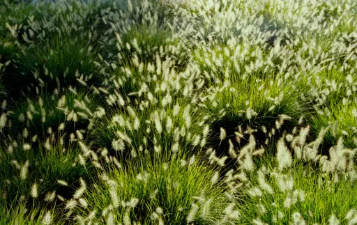 grass gets a golden hue when illuminated by sun 