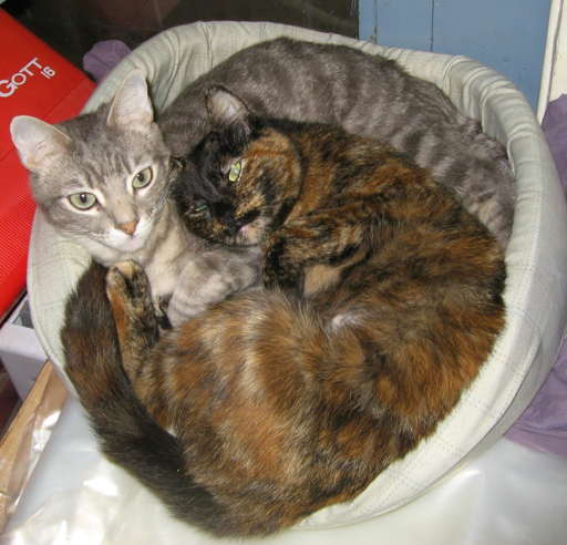 Two cats intertwined in a circular pet bed.  The one in the foreground is a dark tortie (kali-sushi) that has a lot of deep orange color; her head is resting on the other cat's tummy.  The other cat is a light grey tabby and he is at the back of the bed staring directly at the camera.  (there is a lot of garage junk in the background)