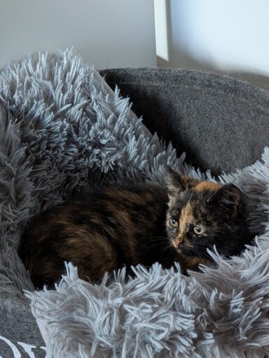 So schnell kann man zu einer Katze kommen