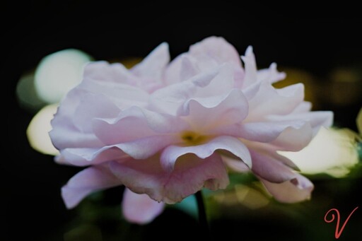Backyard rose